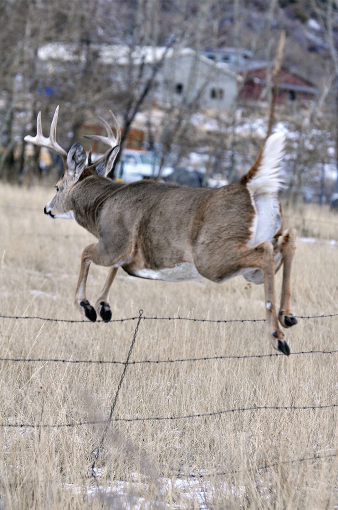 A rutting buck may move from private land, including small subdivisions and farmland, to modest pieces of public land on a regular basis.